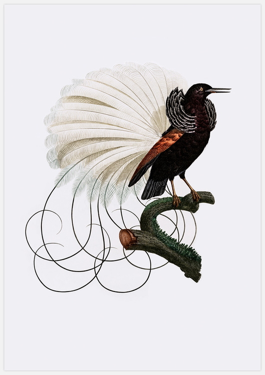 Bird of Paradise – Fine Art Print