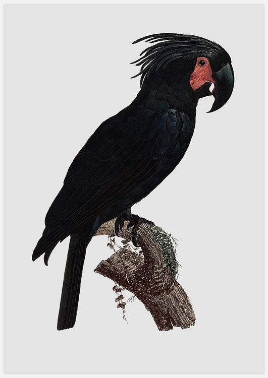 Black Parrot – Fine Art Print