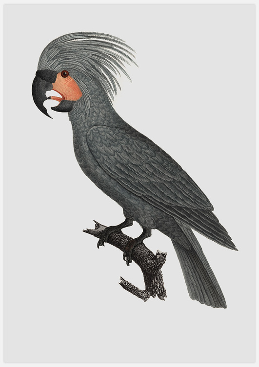 Grey Parrot – Fine Art Print