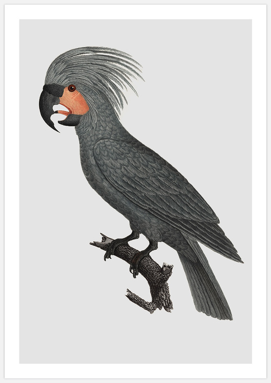 Grey Parrot – Fine Art Print