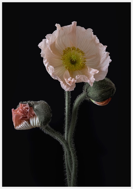 Poppy Pose 2 Art Print