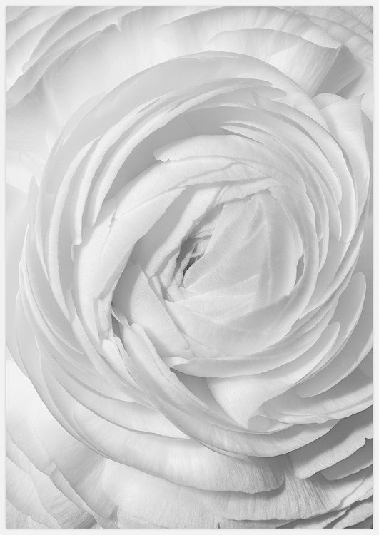 White Flower Art Print