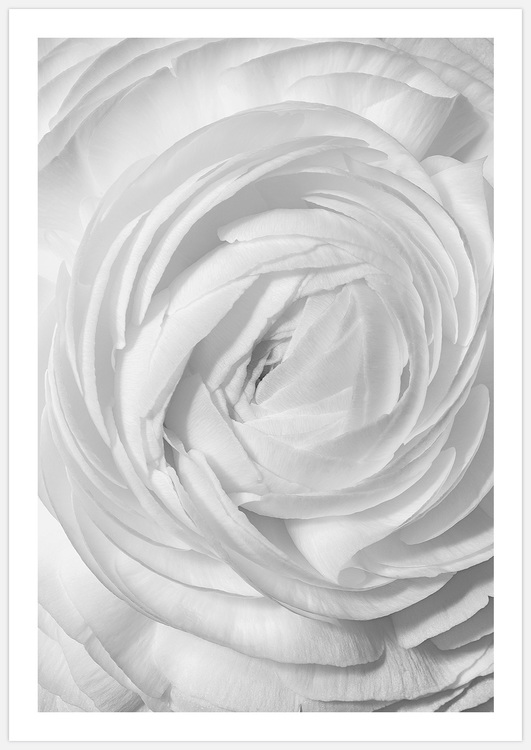 Tavla med vita blommor, Art Print White Flower, foto Insplendor Art Studio i Sverige.