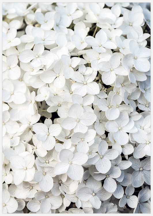 Tavla med Vita Blommor, Art Print White Flowers, foto Insplendor Art Studio.