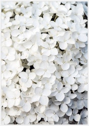 White Flowers Art Print
