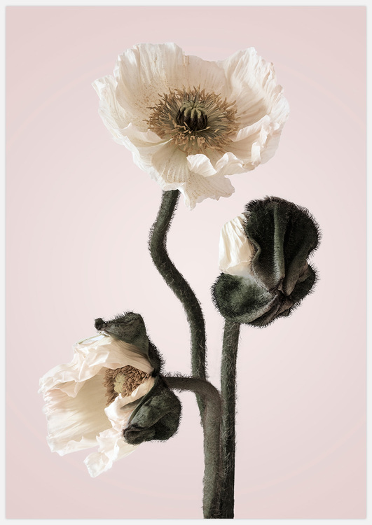 White Poppy in pink – Fine Art Print