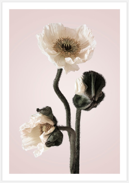 White Poppy in pink – Fine Art Print