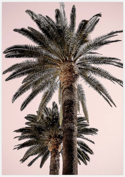 Palm Trees in Pink Art Print