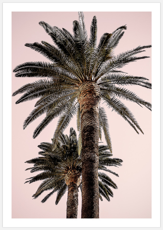 Palm Trees in Pink Art Print