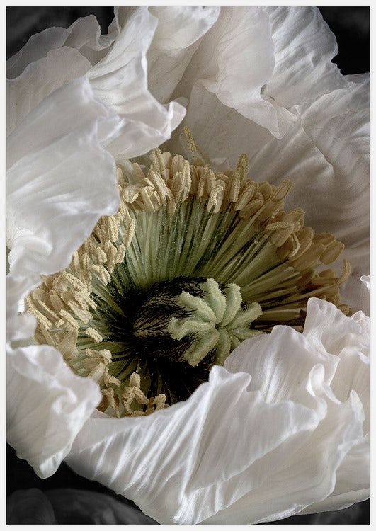 White Poppy – Fine Art Print