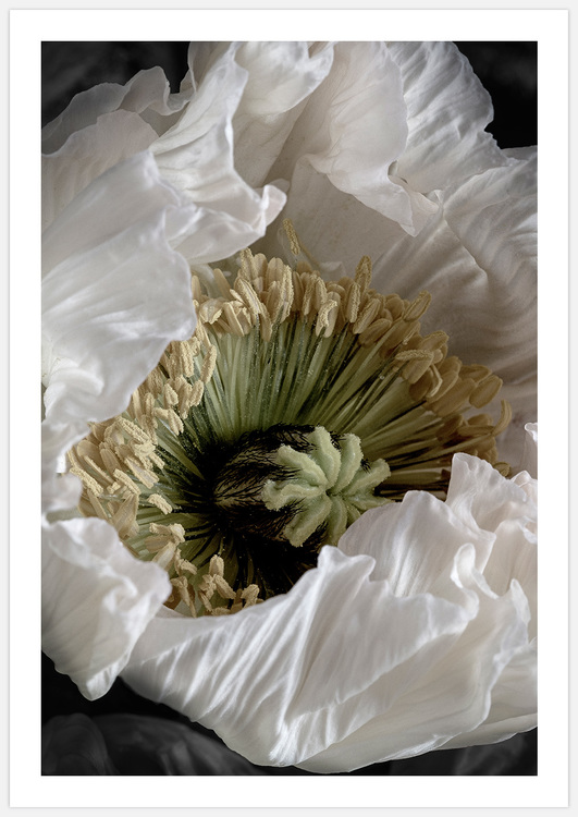 White Poppy – Fine Art Print