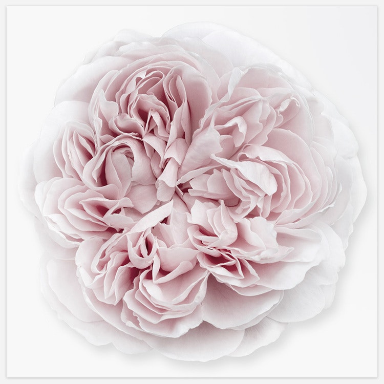 Rose Duchesse de Montebello’ 5 – Fine Art Print