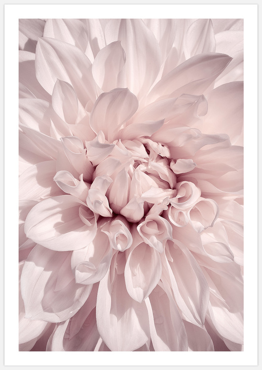 Pink Dahlia – Fine Art Print