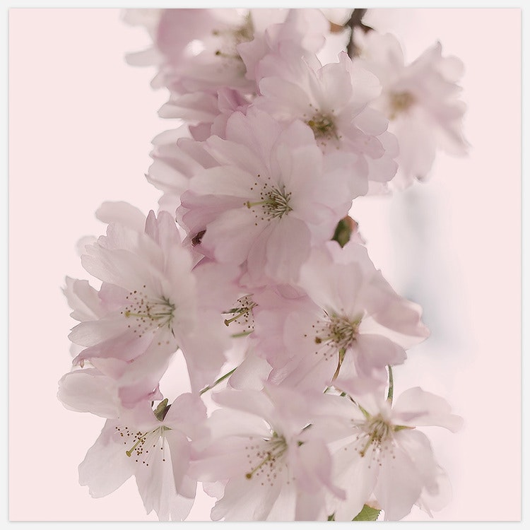 Tavlan Cherry Blossom in Pink skapad och printad i Sverige av Insplendor Studio.
