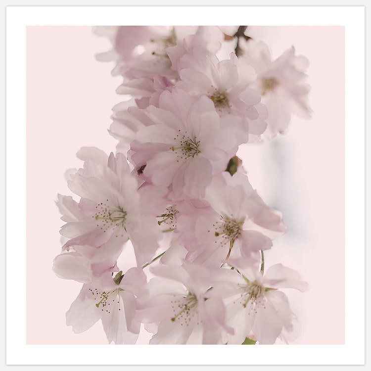 Cherry Blossom in Pink – Fine Art Print