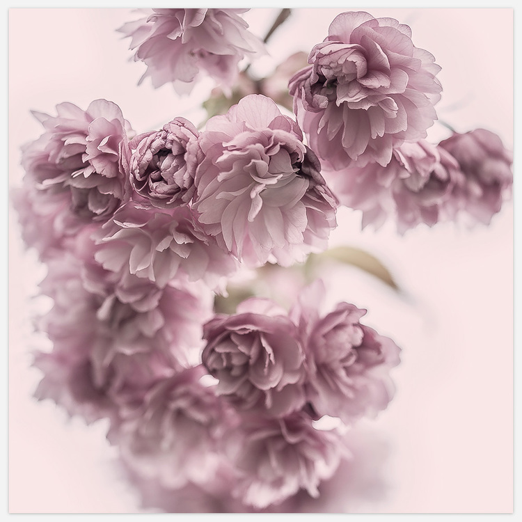 Tavla med vårblommor, Spring Flowers in Pink Art Print, foto Insplendor Art Studio i Sverige.