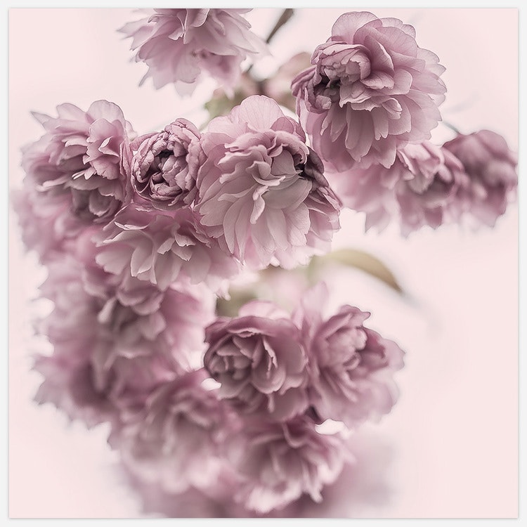Spring Flowers in Pink Art Print