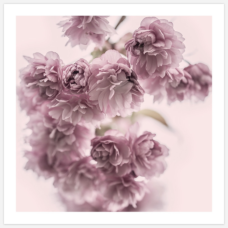 Spring Flowers in Pink Art Print