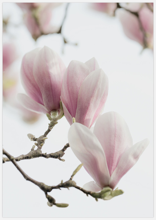 Magnolia Buds Art Print