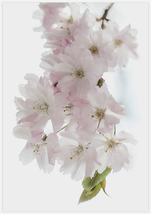 Cherry Blossom – Fine Art Print