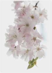 Cherry Blossom – Fine Art Print