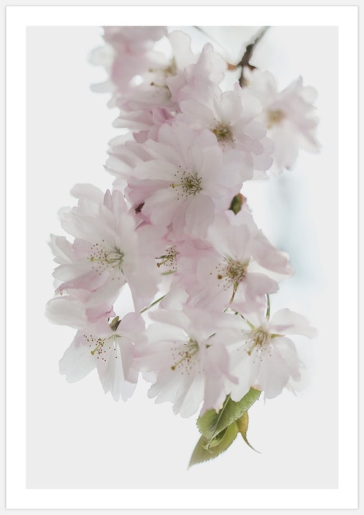 Cherry Blossom – Fine Art Print