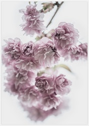 Spring Flowers – Fine Art Print