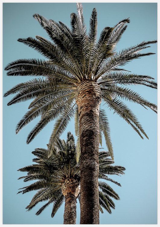 Palm Trees – Fine Art Print