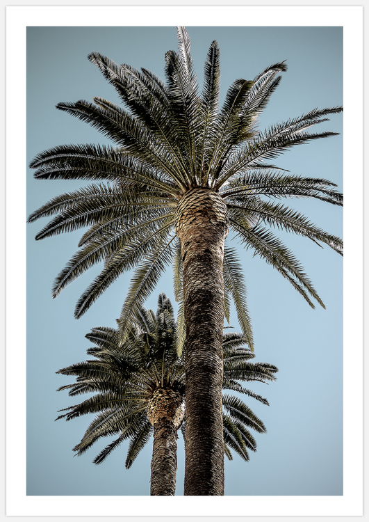 Palm Trees – Fine Art Print