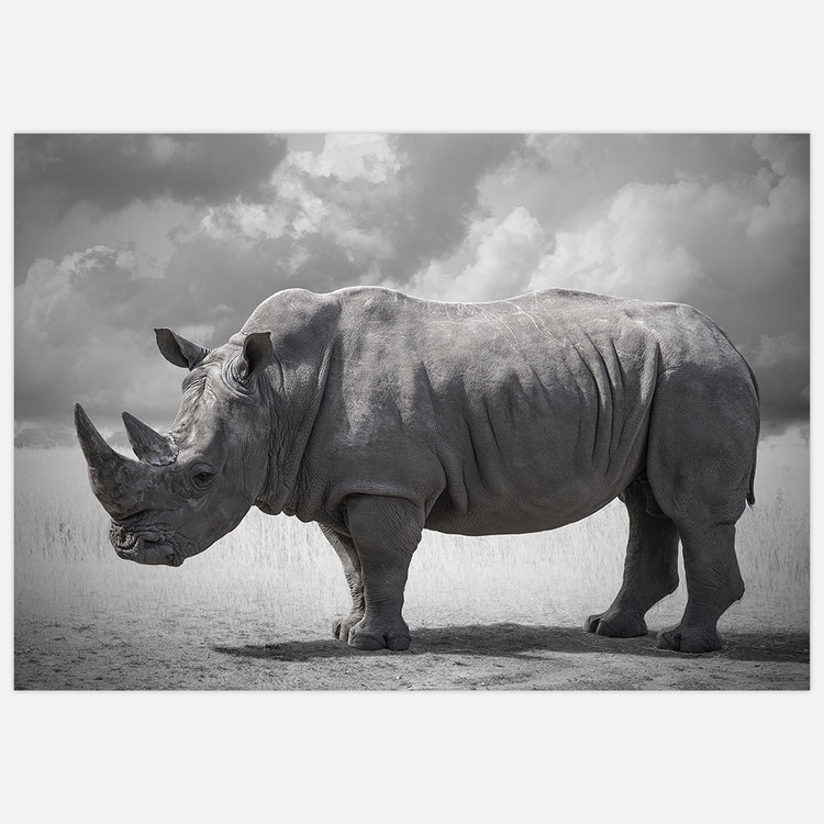 Rhinoceros 2 Art Print
