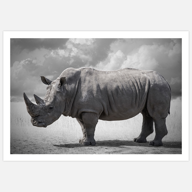 Rhinoceros 2 – Fine Art Print