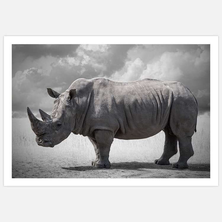 Rhinoceros 2 Art Print