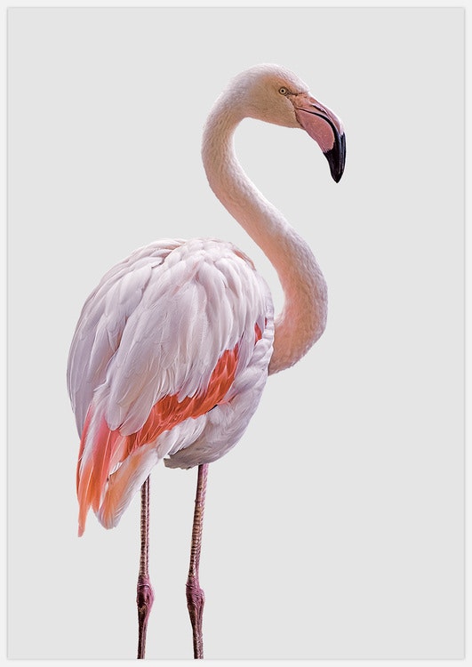 Tavla med ljus rosa flamingo, Light Pink Flamingo Art Print, foto Insplendor art studio i Sverige.