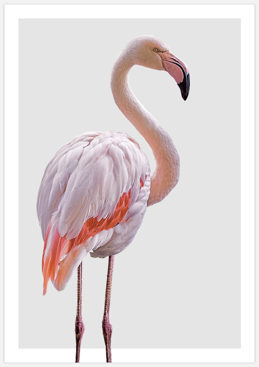 Light Pink Flamingo – Fine Art Print