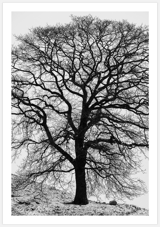 Winter Tree Art Print