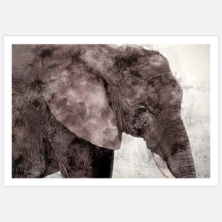 Painted elephant – Fine Art Print