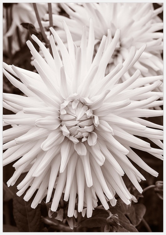 Dahlia Tutu – Fine Art Print