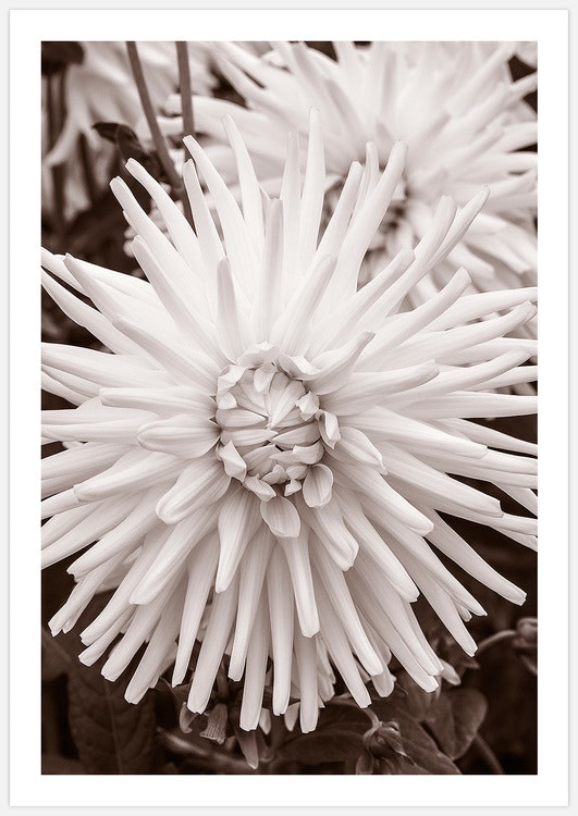 Dahlia Tutu – Fine Art Print