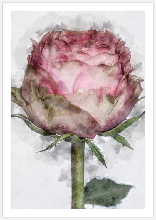 Painted Rose on Grey Art Print