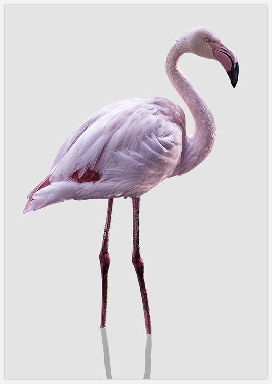 Tavla med flamingo, Flamingo on grey Art Print, foto Insplendor art studio i Sverige.
