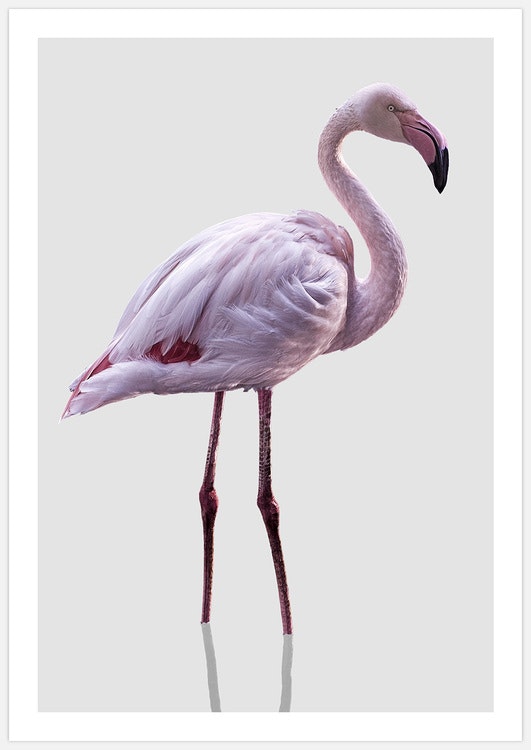 Flamingo on grey Art Print