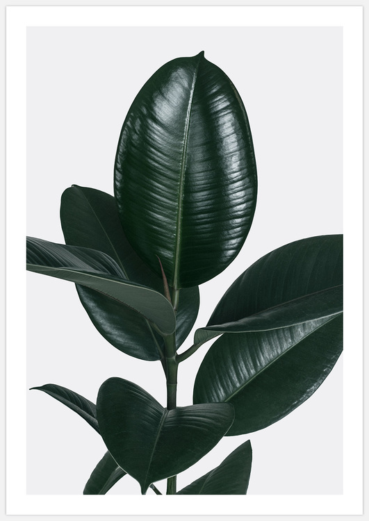 Green Plant – Fine Art Print