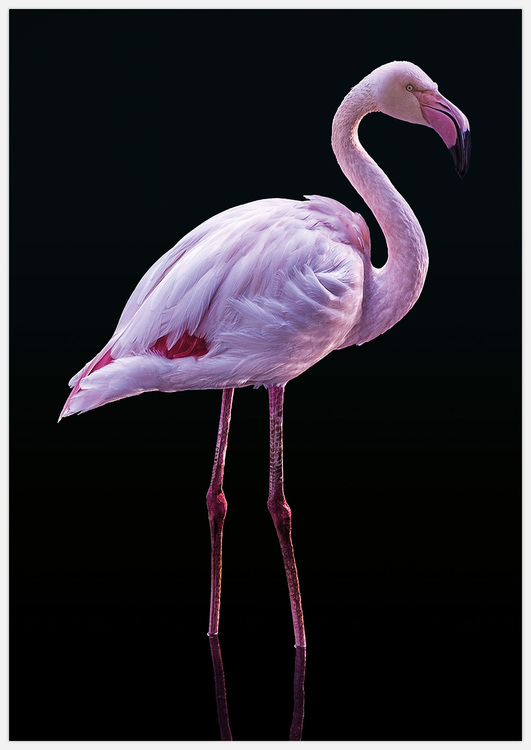 Flamingo on black – Fine Art Print