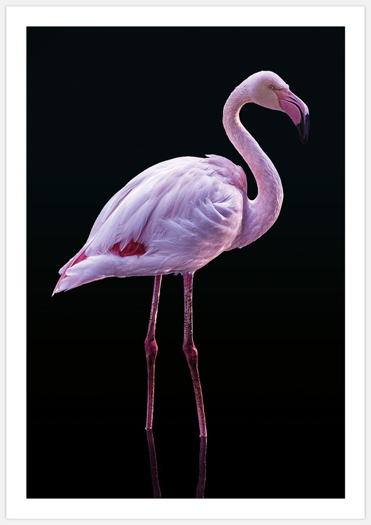 Flamingo on black Art Print