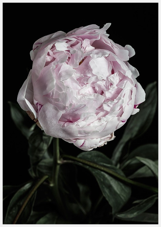 Peony Face Art Print