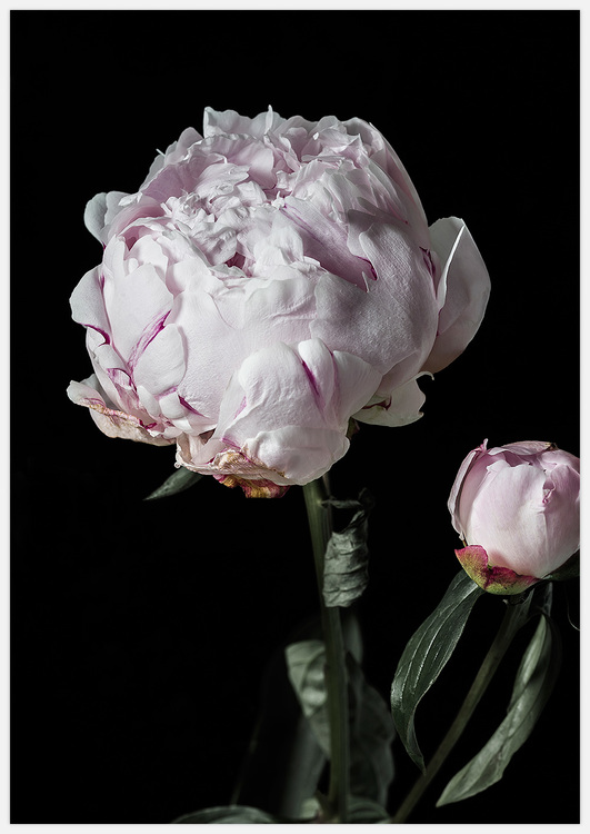 Tavla med rosa pion med knopp, blommor, botanisk av Insplendor Art Studio i Sverige.