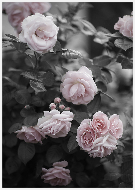 Tavla med rosbuske med rosa rosor, fotokonst skapad av Insplendor Art Studio i Sverige.
