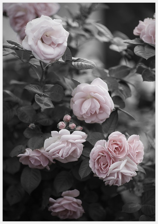 Pink Roses Art Print