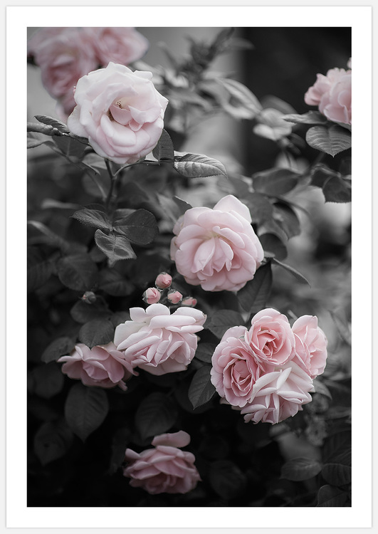Tavla med rosbuske med rosa rosor och vit marginal, fotokonst skapad av Insplendor Art Studio i Sverige.