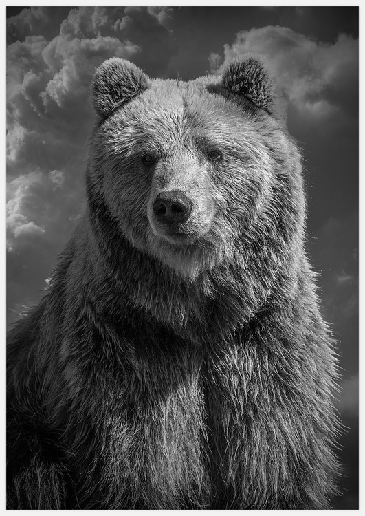 Bear close up – Fine Art Print